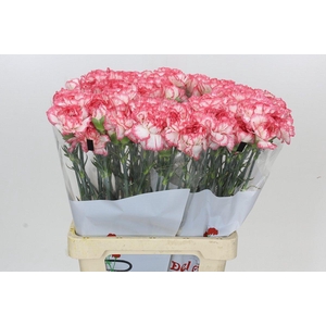 Dianthus St Poirot Bianco