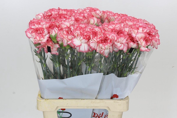 Dianthus St Poirot Bianco