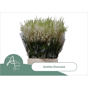 Astil Ar Diamant