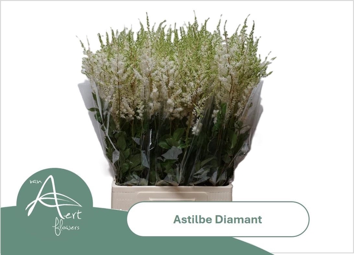 <h4>Astil Ar Diamant</h4>