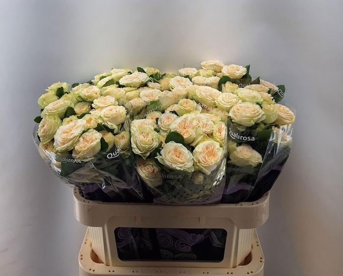 <h4>R TR SUMMERROSE</h4>