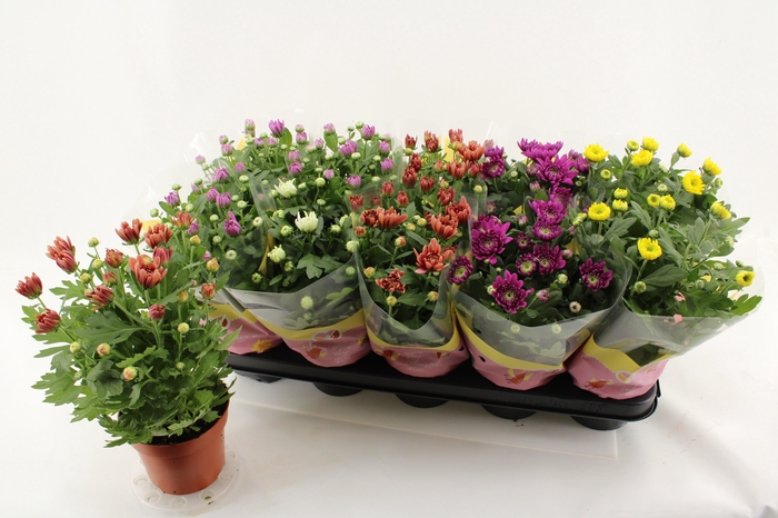 <h4>Chrys Gevuldbl Gem</h4>