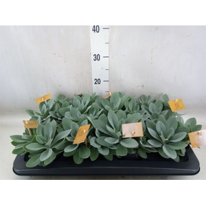 Senecio cephal. 'Mountain Fire'