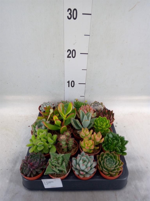 <h4>Succulents   ...</h4>