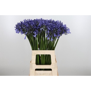 Agapanthus Dr.brouwer