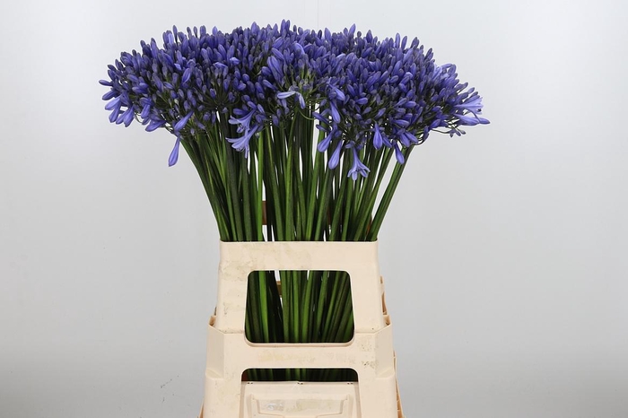 <h4>Agapanthus Dr.brouwer</h4>