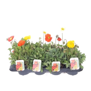 Papaver nudicaule Gartenzwerg