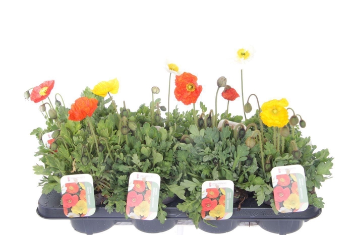 <h4>Papaver nudicaule Gartenzwerg</h4>