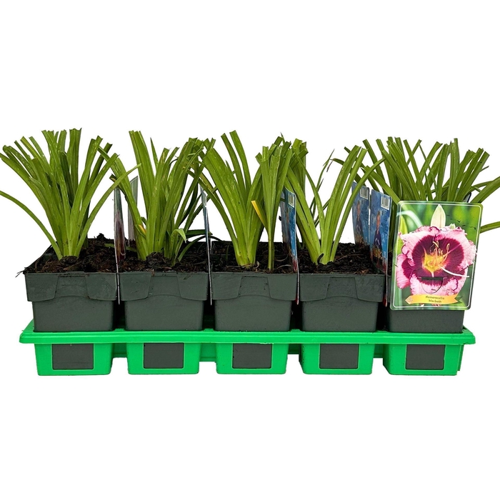 <h4>Hemerocallis</h4>
