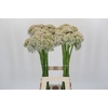 Allium Nigrum