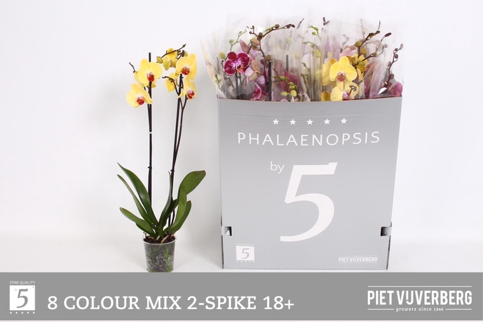 <h4>PHAL GEM 8 KL</h4>