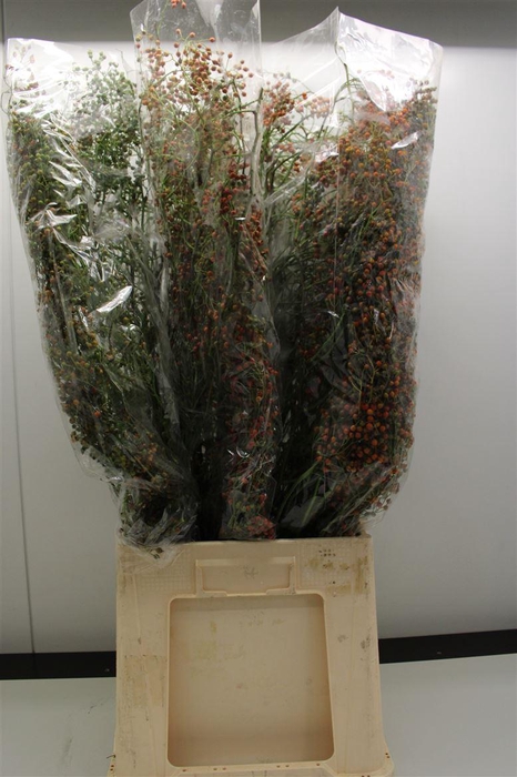 <h4>Rosa Corallo Oranje 100 Cm</h4>