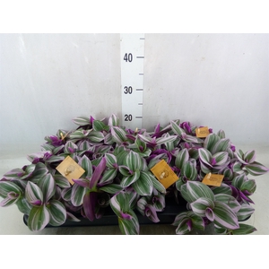Tradescantia albif. 'Nanouk'