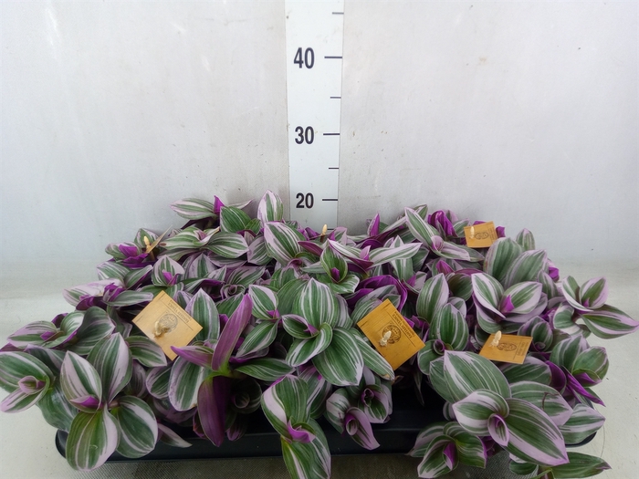 <h4>Tradescantia albif. 'Nanouk'</h4>