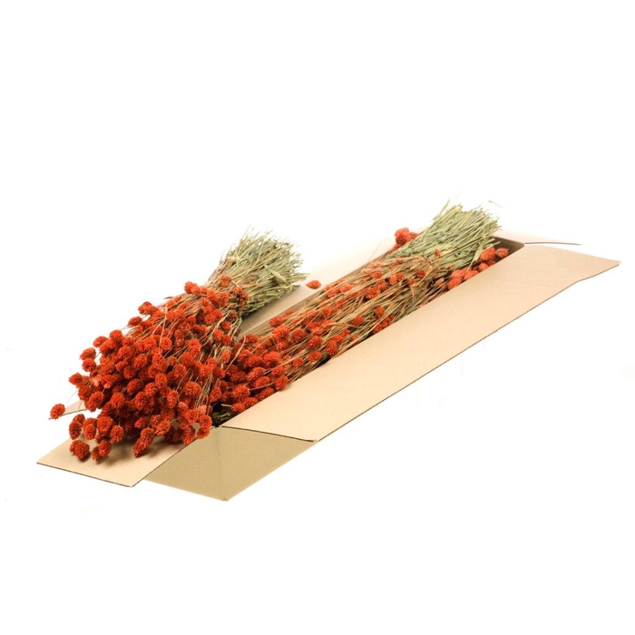 <h4>Phalaris Sb Burnt Orange</h4>
