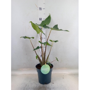 Alocasia zebrina 'Siberian Tiger'