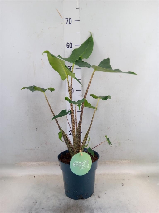 <h4>Alocasia zebrina 'Siberian Tiger'</h4>