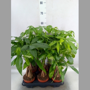 Pachira aquatica
