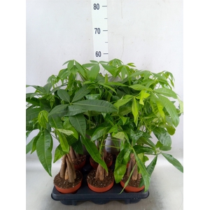 Pachira aquatica