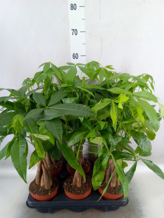 <h4>Pachira aquatica</h4>