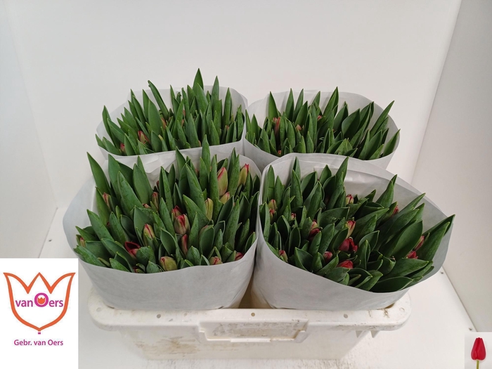 <h4>TU EN ILE DE FRANCE</h4>