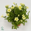 Petunia Famous Yellow