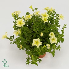 Petunia Famous Yellow