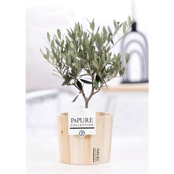 <h4>Olea Europaea in P&PURE Wood 5</h4>