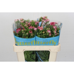Ranunculus Butterfly Jupiter
