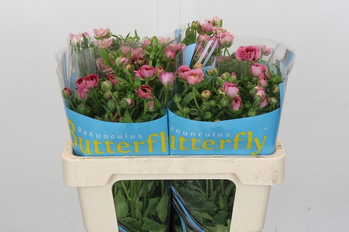 <h4>Ranunculus Butterfly Jupiter</h4>