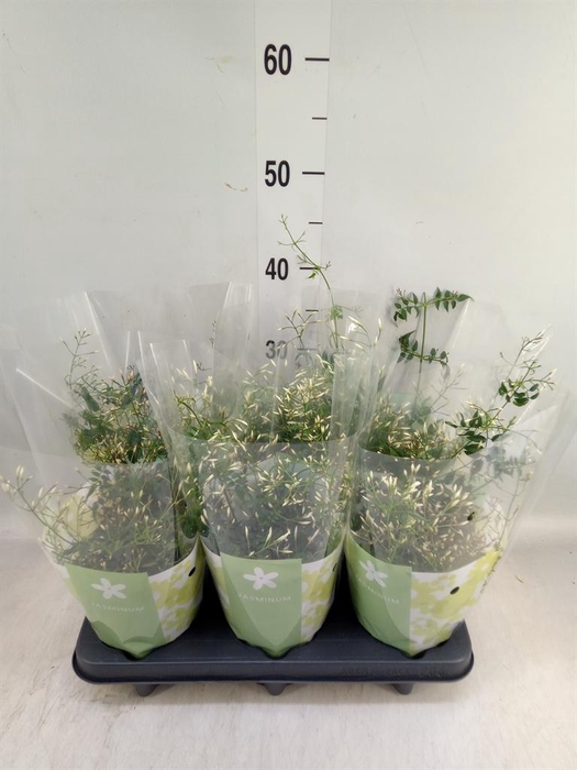 <h4>Jasminum polyanthum</h4>