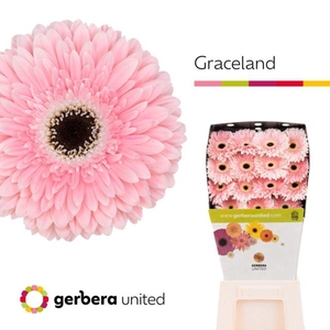 Gerbera diamond graceland