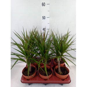 Dracaena marg.