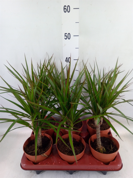 <h4>Dracaena marg.</h4>
