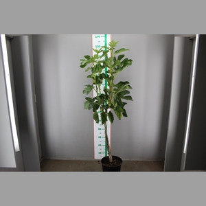 FICUS CARICA