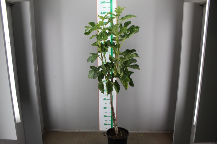 FICUS CARICA