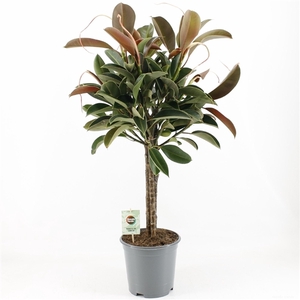 Ficus elastica Melany