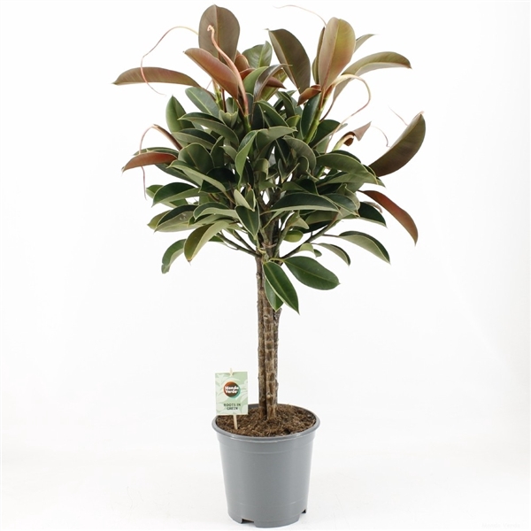 <h4>Ficus elastica Melany</h4>