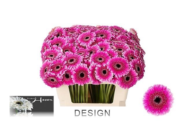 <h4>Ge Mi Design</h4>