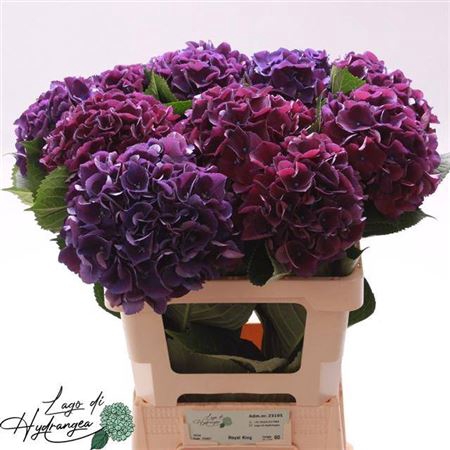 <h4>Hydr M Royal King 60 Cm</h4>
