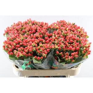 Hypericum Princess (zalm)