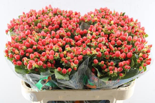 <h4>Hypericum Princess (zalm)</h4>