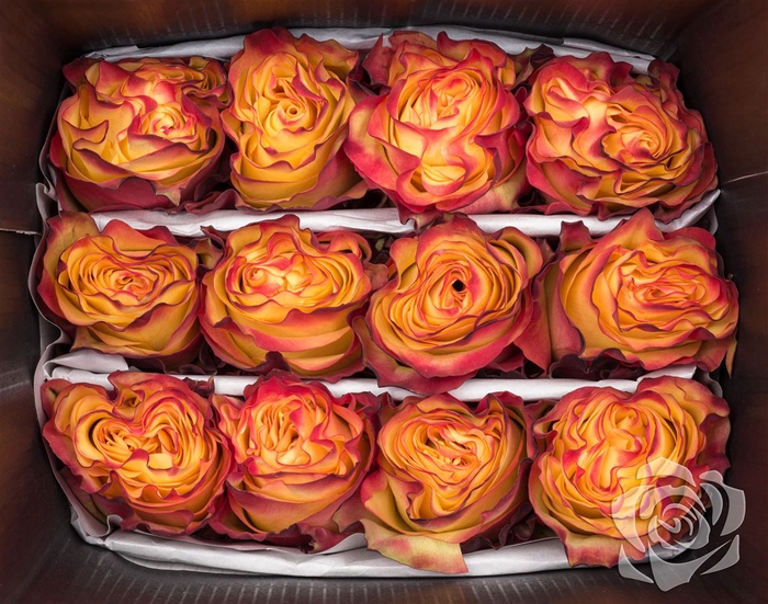 <h4>R GR NEW FLASH EQ</h4>