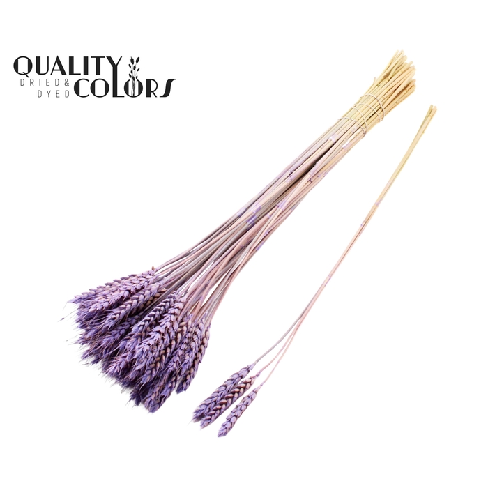 <h4>Triticum 3pc/Tuft Frosted Milka</h4>