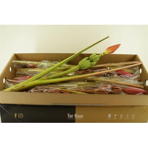 Bouquet Round Picasso (mg)