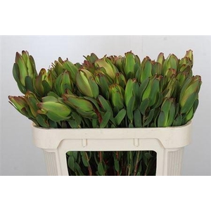 Leucad Laurel Yellow