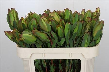 <h4>Leucad Laurel Yellow</h4>