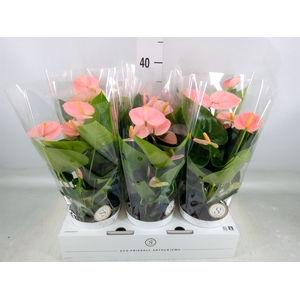 Anthurium andr. 'Spirit'