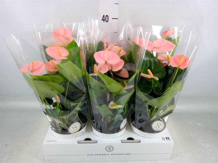 <h4>Anthurium andr. 'Spirit'</h4>