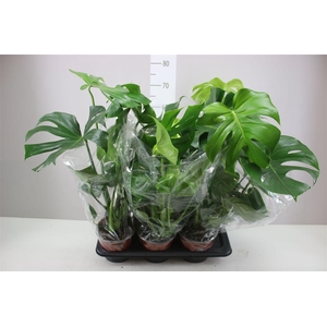Monstera Deliciosa